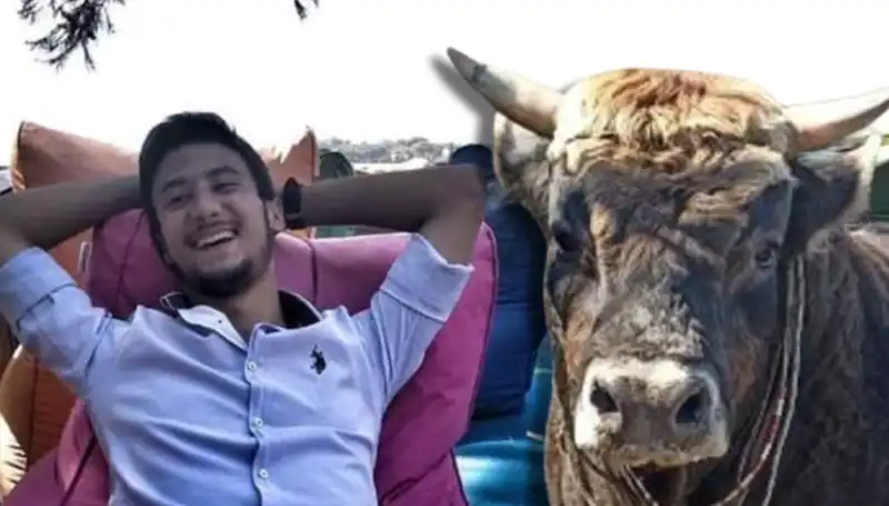 Aydın'da Vahşet: Güreş Boğası Hayatı Alacak Kaza!