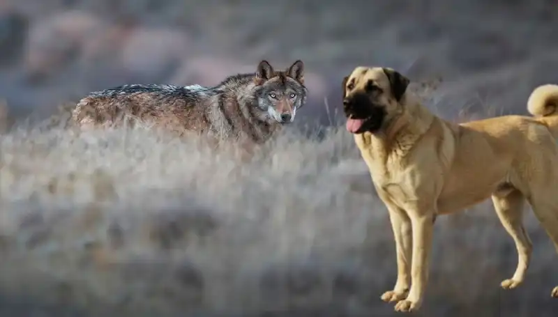 Kangal Köpeğine Talep Patladı: Kurt Popülasyonu Artışı Neden Oluyor?
