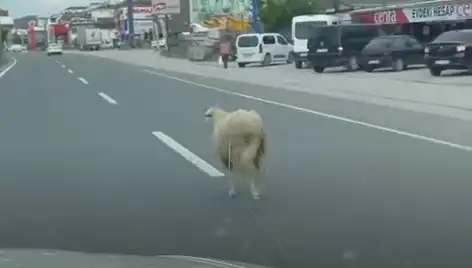 Yalova’da Kaçan Kurbanlıklar Trafiği Felç Etti: O Anlar Kamerada!