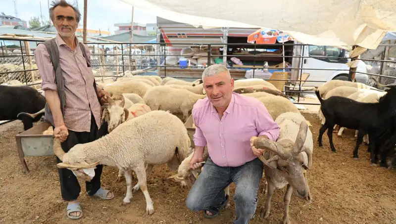 Kurban Pazarında Dikkat Çeken İhtişam: 4 Boynuzlu Koçlar