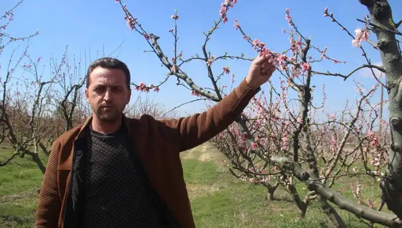 Don Olayı Sonrası Çiçek Açan Ağaçlar Zarar Gördü: Bahar Beklentileri Sarsıldı