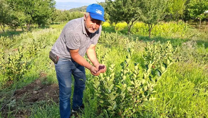 3 Yıl Önce Ektiği Meyve Ağaçları, Bu Yıl Rekor Fiyatla Hasat Verdi