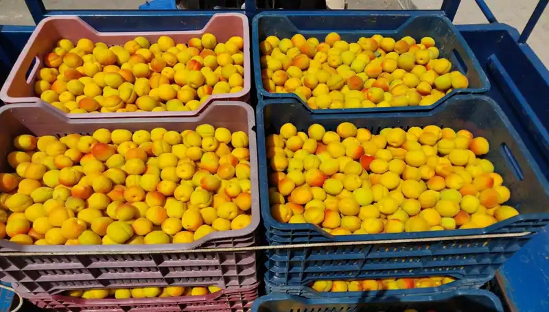 İlk Hasat Coşkusu: Çiftçiler 500 TL ile Yenilikçi Ürünlerini Satışa Sunuyor