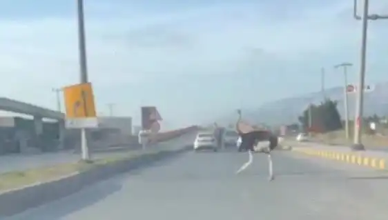 Hatay'da Dev Kuş Şaşkınlığı: Develerin Sevimli Akrabası Yolda Görüntülendi!