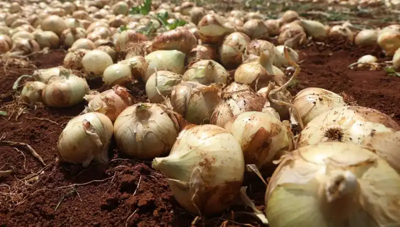 Hatay'da Soğan Hasadı Başladı, Çiftçinin Umudu Yeniden Yeşerdi