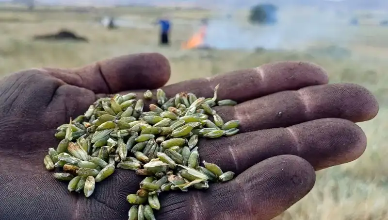 Firik Sezonu Başladı: Sağlıklı Beslenmenin Yeni Trendi!