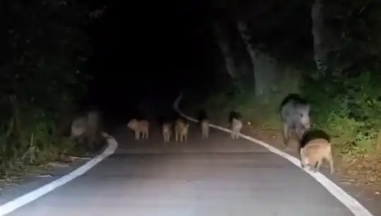 Elazığ’da Domuz Sürüsü Yolda Fırtına Gibi Esip Geçti!