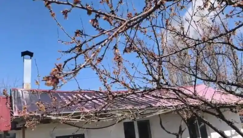 Dondurucu Soğuk Kayısı Üreticilerini Zora Soktu: Tarımda Kriz Kapıda