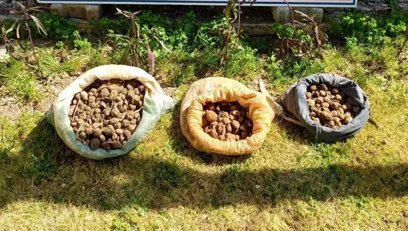Salep Avcıları Ormanda Yakalandı: 10 Kilo Ele Geçirildi
